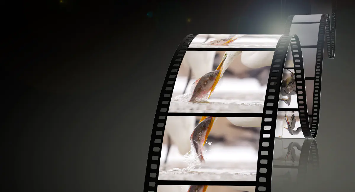 Panasonic H-ES50200 LEICA DG VARIO-ELMARIT teleobiektyw