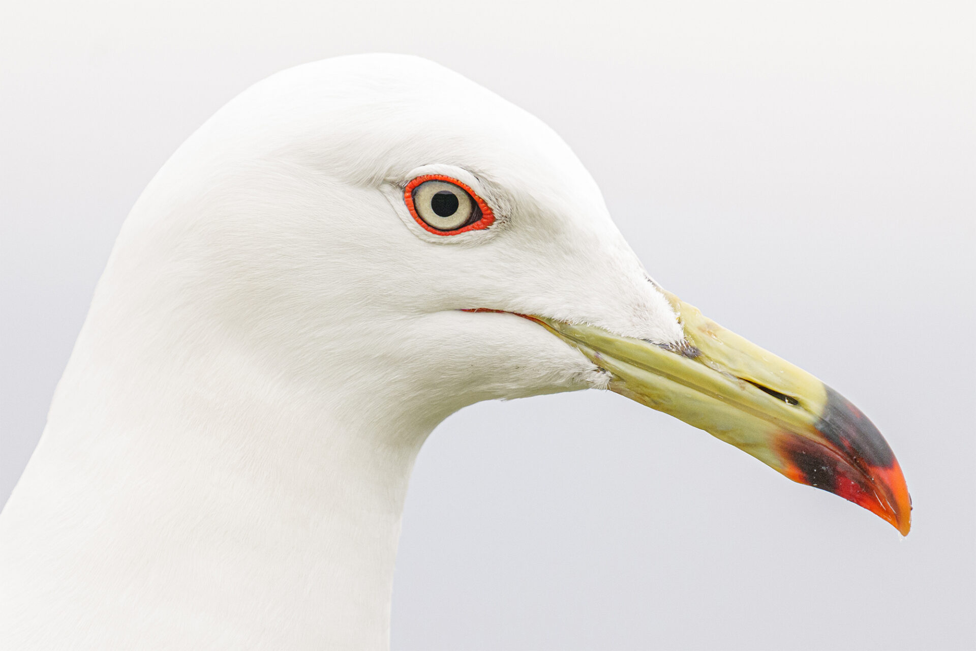 Panasonic S-R100500E Panasonic S-R100500 ultrateleobiektyw zmiennoogniskowy (100–500mm, F5–7.1, stabilizacja O.I.S., Dual I.S.2, odporny na kurz, zachlapanie i zamarzanie) 22 Panasonic S-R100500E lumix 2025 r100500 getinspired 4 250901